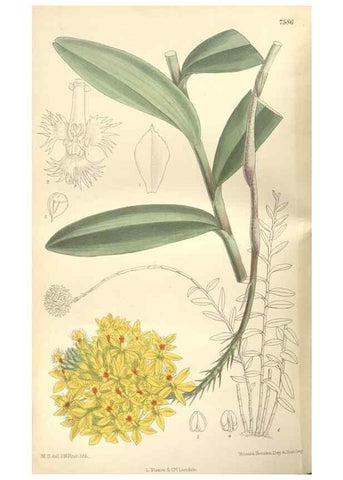 Reproducción/Reproduction 35272463622: Curtis's botanical magazine.. London ; New York [etc.] :Academic Press [etc.]
