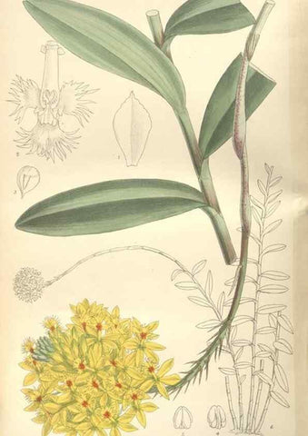 Reproducción/Reproduction 35272463622: Curtis's botanical magazine.. London ; New York [etc.] :Academic Press [etc.]