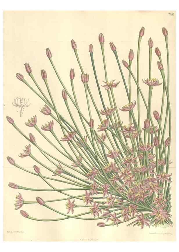 Reproducción/Reproduction 35272464792: Curtis's botanical magazine.. London ; New York [etc.] :Academic Press [etc.]