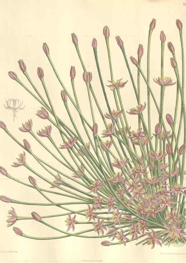 Reproducción/Reproduction 35272464792: Curtis's botanical magazine.. London ; New York [etc.] :Academic Press [etc.]