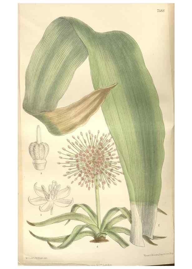 Reproducción/Reproduction 34629240913: Curtis's botanical magazine.. London ; New York [etc.] :Academic Press [etc.]