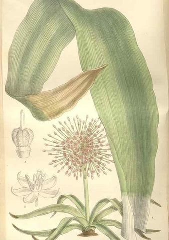 Reproducción/Reproduction 34629240913: Curtis's botanical magazine.. London ; New York [etc.] :Academic Press [etc.]