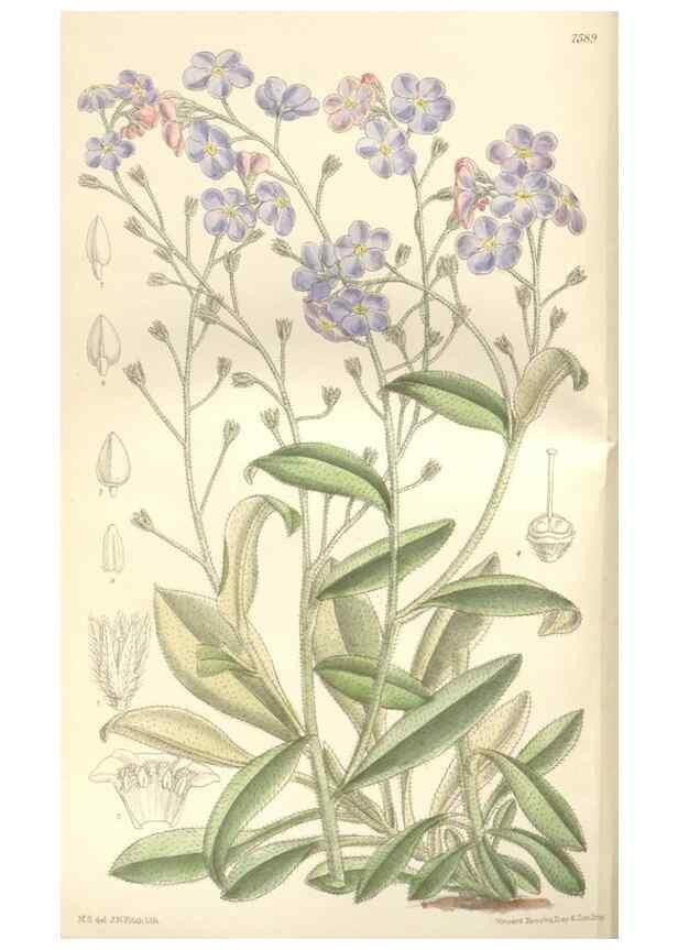 Reproducción/Reproduction 34629242583: Curtis's botanical magazine.. London ; New York [etc.] :Academic Press [etc.]