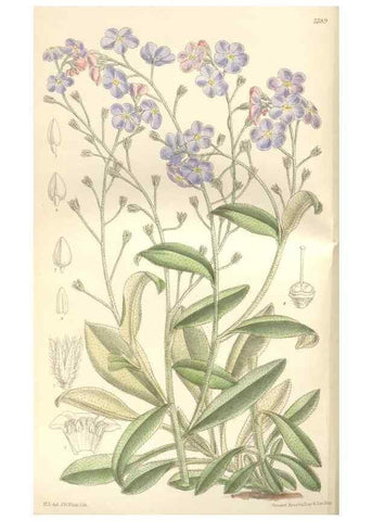 Reproducción/Reproduction 34629242583: Curtis's botanical magazine.. London ; New York [etc.] :Academic Press [etc.]