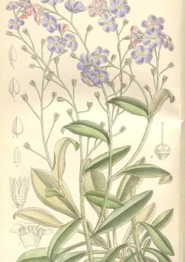 Reproducción/Reproduction 34629242583: Curtis's botanical magazine.. London ; New York [etc.] :Academic Press [etc.]