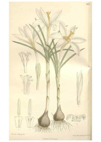 Reproducción/Reproduction 35399353926: Curtis's botanical magazine.. London ; New York [etc.] :Academic Press [etc.]
