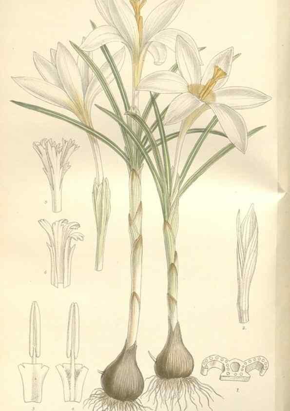 Reproducción/Reproduction 35399353926: Curtis's botanical magazine.. London ; New York [etc.] :Academic Press [etc.]