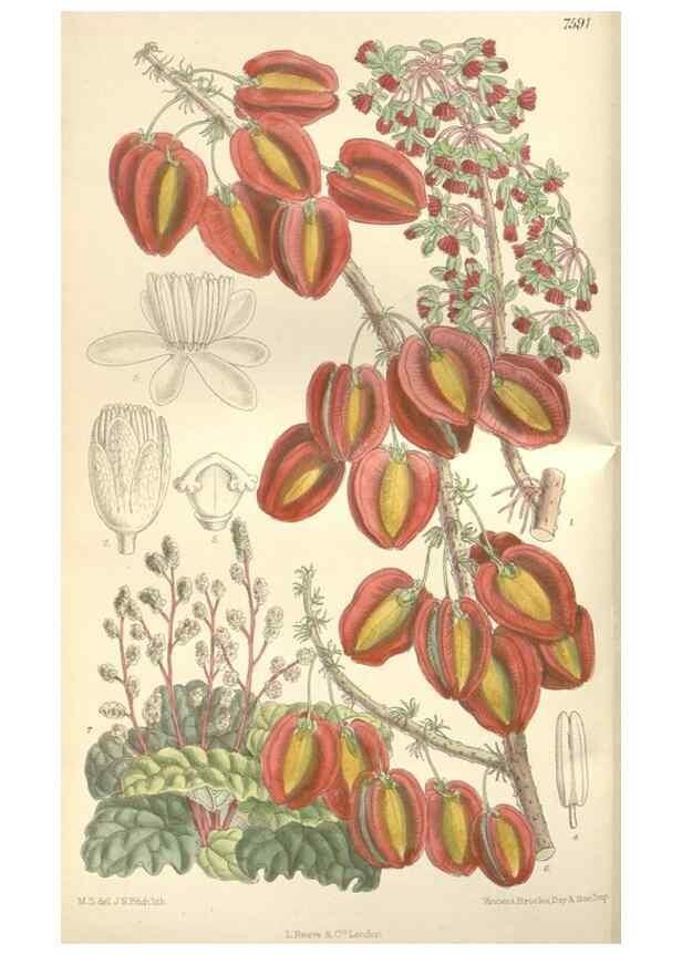 Reproducción/Reproduction 35399356126: Curtis's botanical magazine.. London ; New York [etc.] :Academic Press [etc.]
