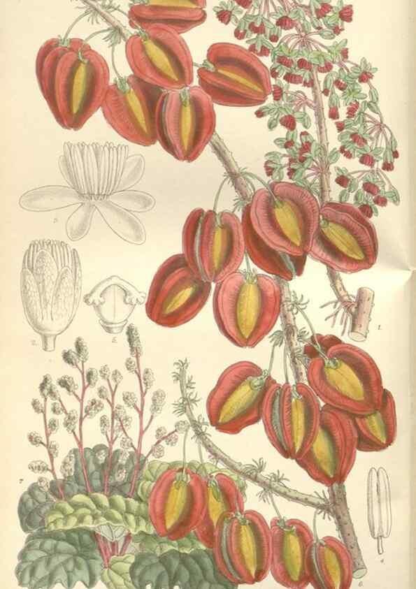 Reproducción/Reproduction 35399356126: Curtis's botanical magazine.. London ; New York [etc.] :Academic Press [etc.]