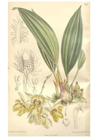 Reproducción/Reproduction 34629220713: Curtis's botanical magazine.. London ; New York [etc.] :Academic Press [etc.]