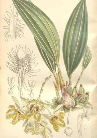 Reproducción/Reproduction 34629220713: Curtis's botanical magazine.. London ; New York [etc.] :Academic Press [etc.]