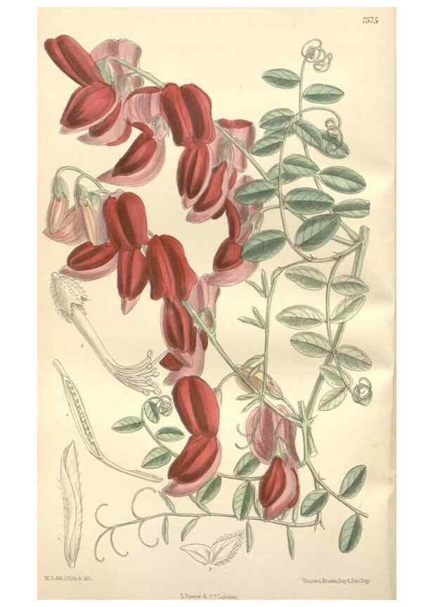 Reproducción/Reproduction 35399326886: Curtis's botanical magazine.. London ; New York [etc.] :Academic Press [etc.]