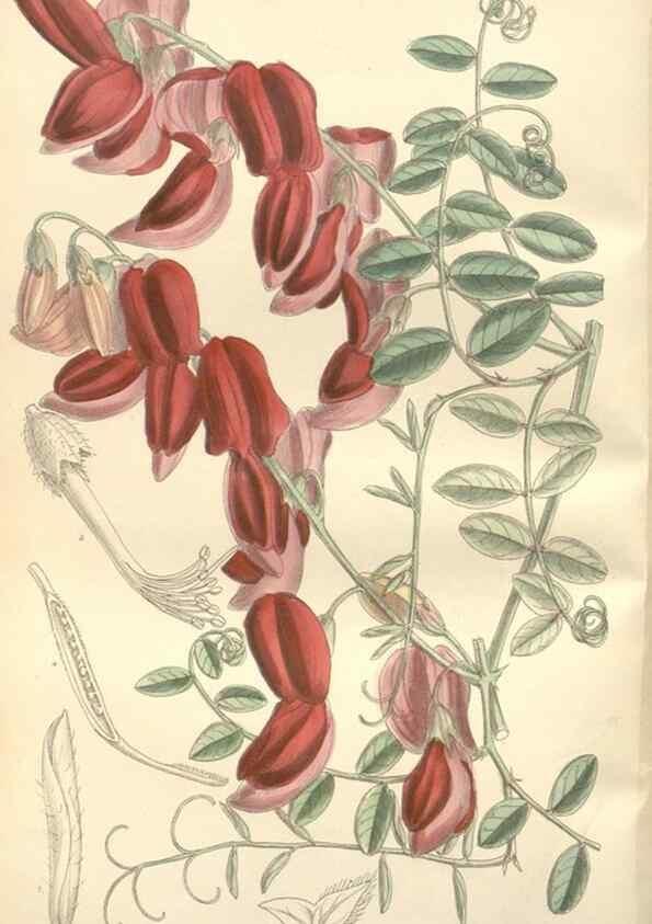 Reproducción/Reproduction 35399326886: Curtis's botanical magazine.. London ; New York [etc.] :Academic Press [etc.]