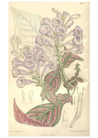 Reproducción/Reproduction 35052046350: Curtis's botanical magazine.. London ; New York [etc.] :Academic Press [etc.]