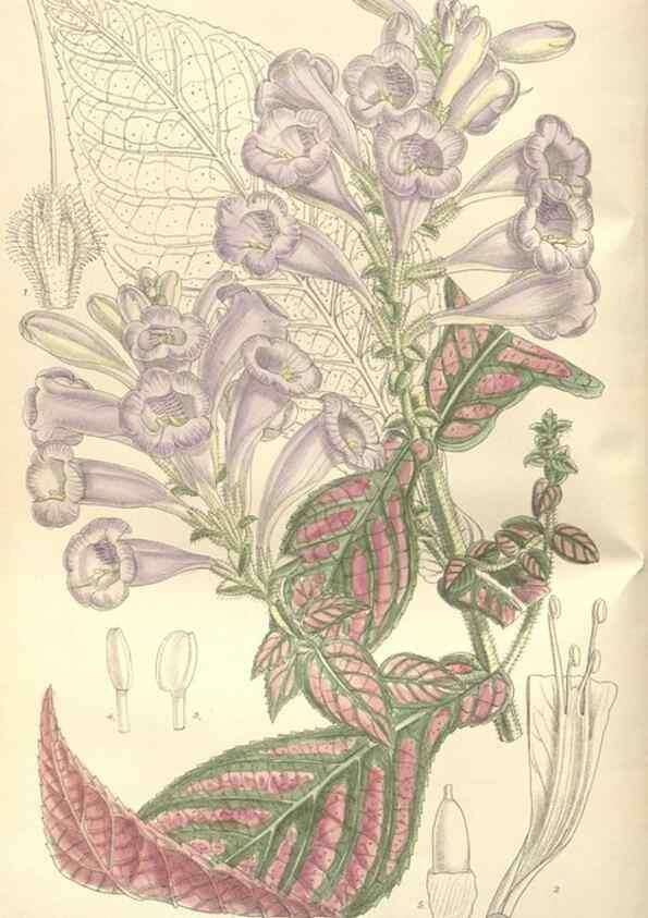 Reproducción/Reproduction 35052046350: Curtis's botanical magazine.. London ; New York [etc.] :Academic Press [etc.]