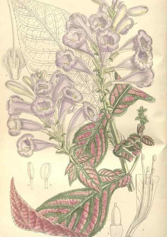 Reproducción/Reproduction 35052046350: Curtis's botanical magazine.. London ; New York [etc.] :Academic Press [etc.]