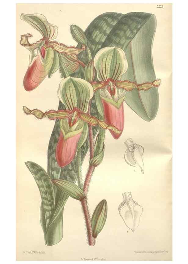 Reproducción/Reproduction 35439014475: Curtis's botanical magazine.. London ; New York [etc.] :Academic Press [etc.]