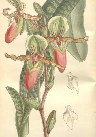 Reproducción/Reproduction 35439014475: Curtis's botanical magazine.. London ; New York [etc.] :Academic Press [etc.]