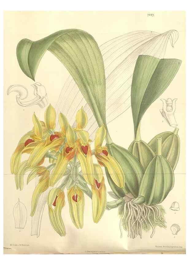 Reproducción/Reproduction 35399234516: Curtis's botanical magazine.. London ; New York [etc.] :Academic Press [etc.]