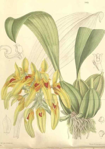 Reproducción/Reproduction 35399234516: Curtis's botanical magazine.. London ; New York [etc.] :Academic Press [etc.]