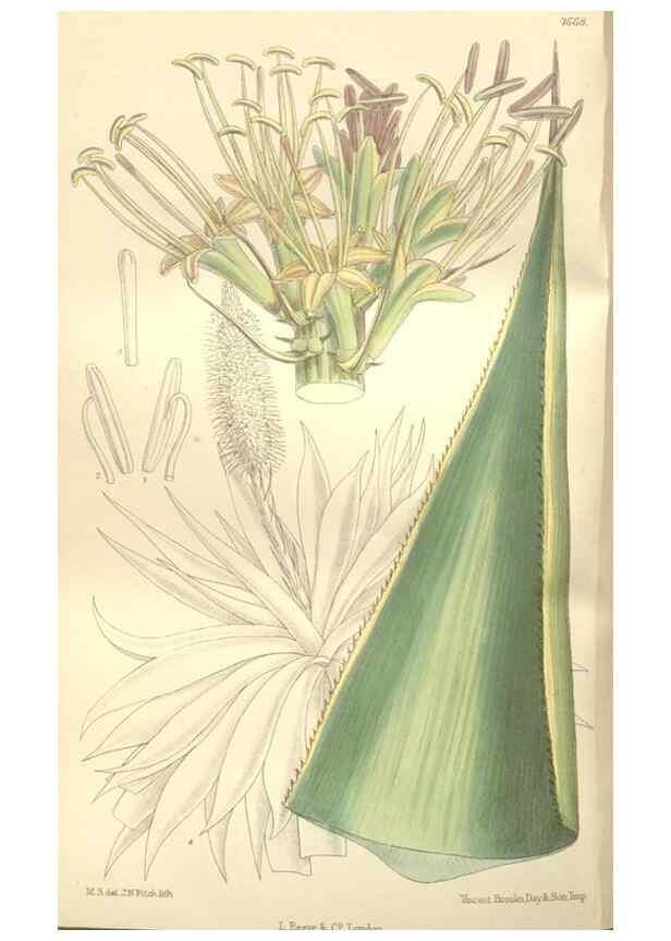 Reproducción/Reproduction 35399236646: Curtis's botanical magazine.. London ; New York [etc.] :Academic Press [etc.]
