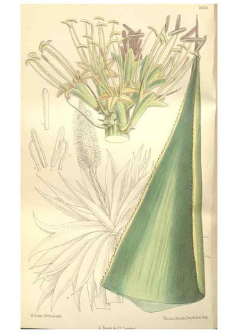 Reproducción/Reproduction 35399236646: Curtis's botanical magazine.. London ; New York [etc.] :Academic Press [etc.]