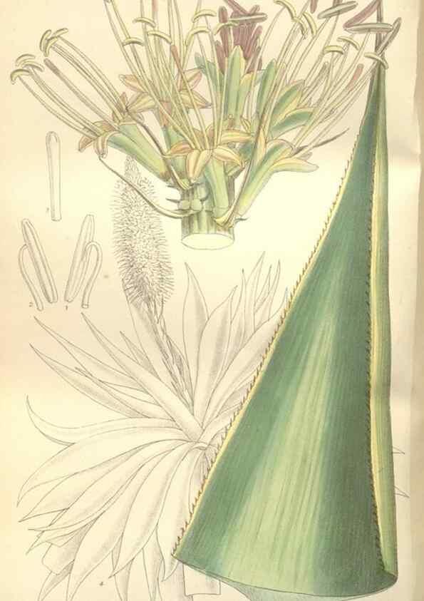 Reproducción/Reproduction 35399236646: Curtis's botanical magazine.. London ; New York [etc.] :Academic Press [etc.]