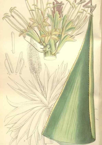 Reproducción/Reproduction 35399236646: Curtis's botanical magazine.. London ; New York [etc.] :Academic Press [etc.]