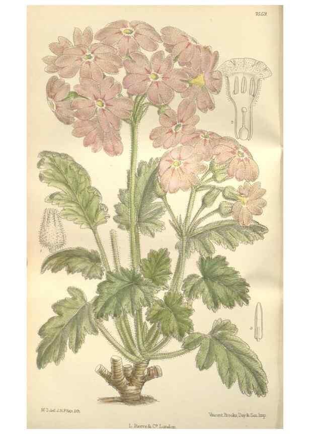 Reproducción/Reproduction 35399238976: Curtis's botanical magazine.. London ; New York [etc.] :Academic Press [etc.]