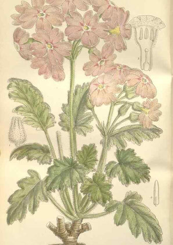 Reproducción/Reproduction 35399238976: Curtis's botanical magazine.. London ; New York [etc.] :Academic Press [etc.]