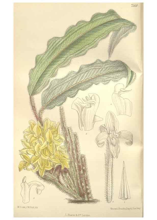 Reproducción/Reproduction 35399241436: Curtis's botanical magazine.. London ; New York [etc.] :Academic Press [etc.]