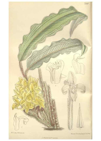 Reproducción/Reproduction 35399241436: Curtis's botanical magazine.. London ; New York [etc.] :Academic Press [etc.]