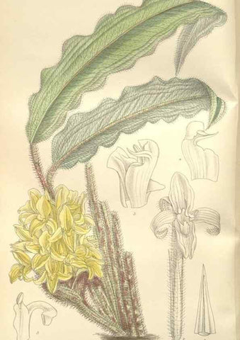 Reproducción/Reproduction 35399241436: Curtis's botanical magazine.. London ; New York [etc.] :Academic Press [etc.]