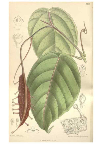 Reproducción/Reproduction 35399243226: Curtis's botanical magazine.. London ; New York [etc.] :Academic Press [etc.]