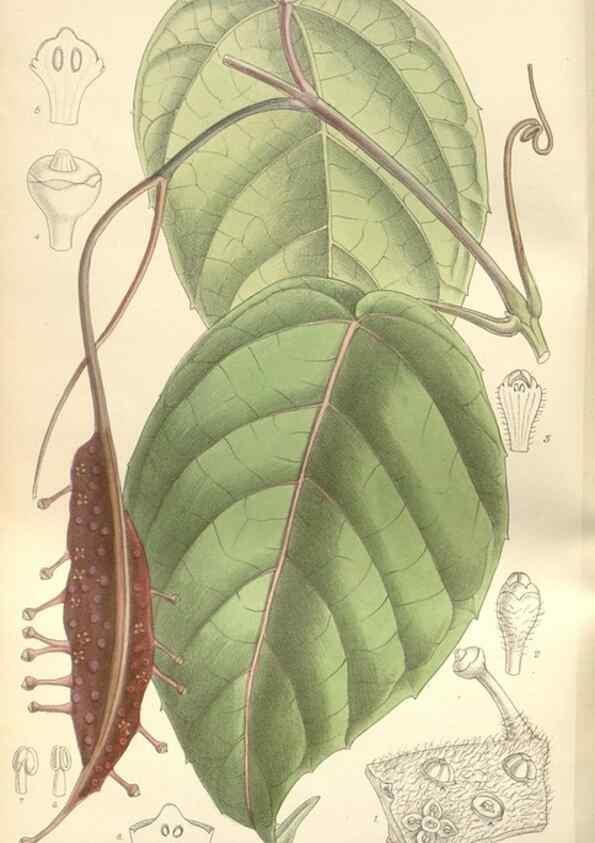 Reproducción/Reproduction 35399243226: Curtis's botanical magazine.. London ; New York [etc.] :Academic Press [etc.]