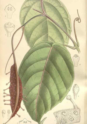 Reproducción/Reproduction 35399243226: Curtis's botanical magazine.. London ; New York [etc.] :Academic Press [etc.]
