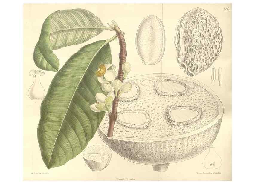 Reproducción/Reproduction 35399244416: Curtis's botanical magazine.. London ; New York [etc.] :Academic Press [etc.]