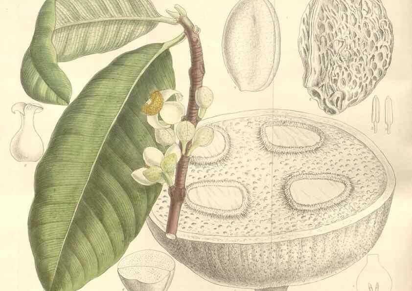Reproducción/Reproduction 35399244416: Curtis's botanical magazine.. London ; New York [etc.] :Academic Press [etc.]