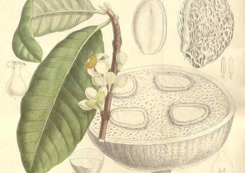 Reproducción/Reproduction 35399244416: Curtis's botanical magazine.. London ; New York [etc.] :Academic Press [etc.]