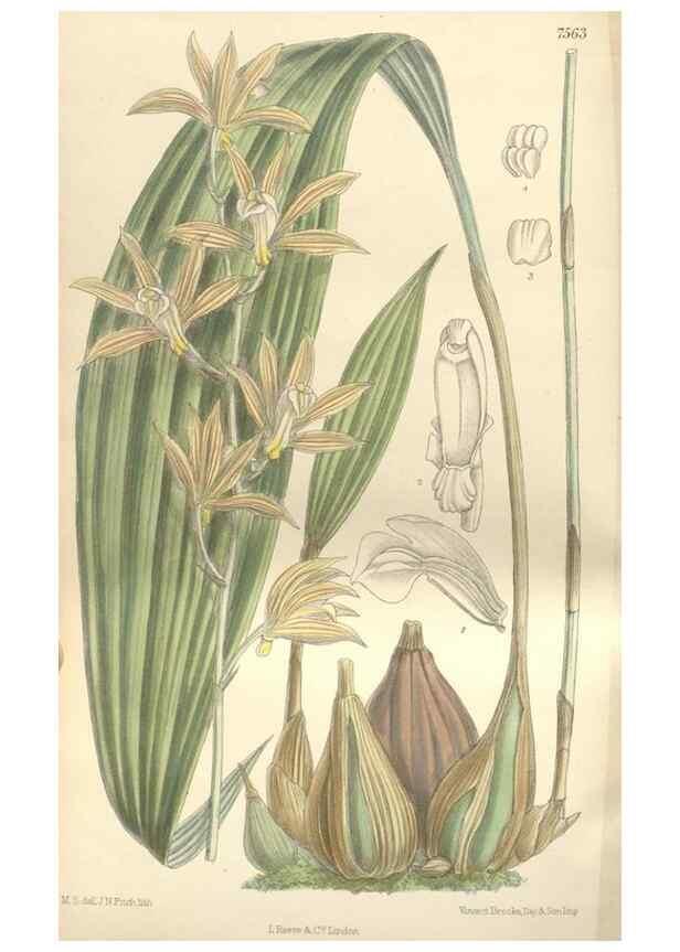 Reproducción/Reproduction 35399245866: Curtis's botanical magazine.. London ; New York [etc.] :Academic Press [etc.]