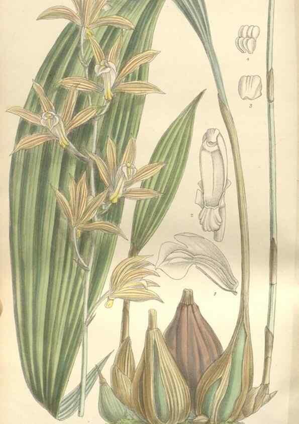 Reproducción/Reproduction 35399245866: Curtis's botanical magazine.. London ; New York [etc.] :Academic Press [etc.]