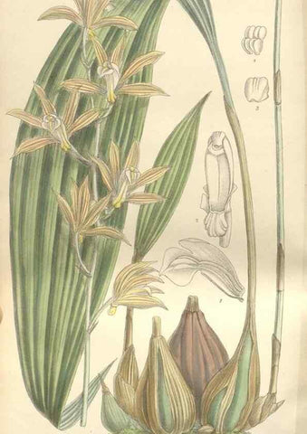 Reproducción/Reproduction 35399245866: Curtis's botanical magazine.. London ; New York [etc.] :Academic Press [etc.]