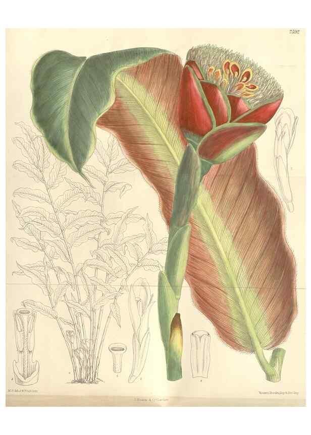 Reproducción/Reproduction 35399357396: Curtis's botanical magazine.. London ; New York [etc.] :Academic Press [etc.]