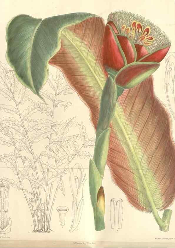 Reproducción/Reproduction 35399357396: Curtis's botanical magazine.. London ; New York [etc.] :Academic Press [etc.]