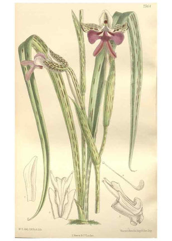Reproducción/Reproduction 35399247236: Curtis's botanical magazine.. London ; New York [etc.] :Academic Press [etc.]