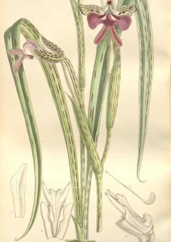 Reproducción/Reproduction 35399247236: Curtis's botanical magazine.. London ; New York [etc.] :Academic Press [etc.]