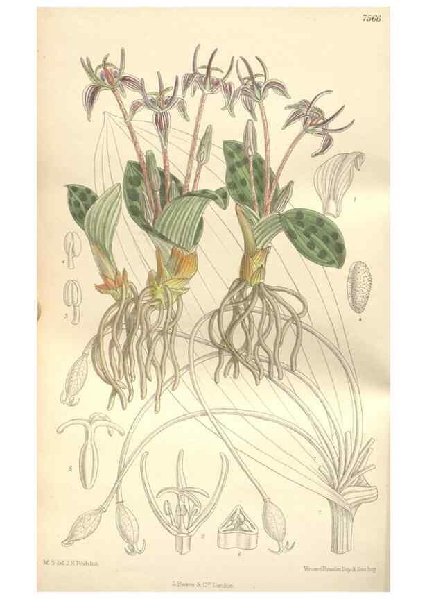 Reproducción/Reproduction 35399249546: Curtis's botanical magazine.. London ; New York [etc.] :Academic Press [etc.]