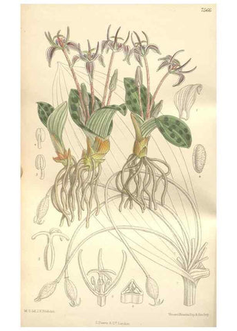 Reproducción/Reproduction 35399249546: Curtis's botanical magazine.. London ; New York [etc.] :Academic Press [etc.]