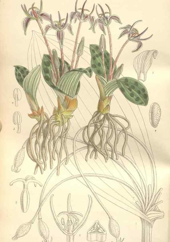 Reproducción/Reproduction 35399249546: Curtis's botanical magazine.. London ; New York [etc.] :Academic Press [etc.]