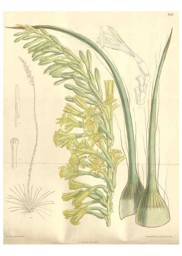 Reproducción/Reproduction 35399250546: Curtis's botanical magazine.. London ; New York [etc.] :Academic Press [etc.]